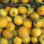 citrus fruit to enhance immunity